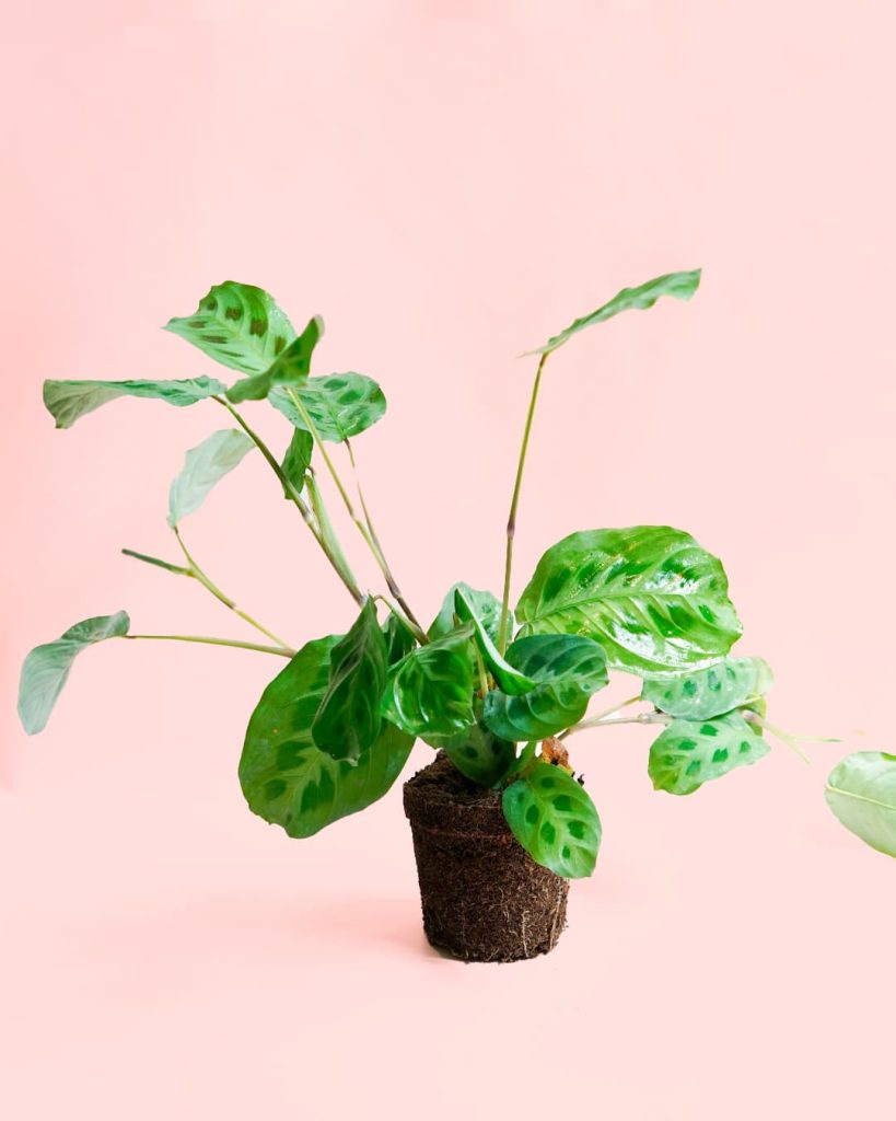 Maranta Leuconeura Kerchoveana