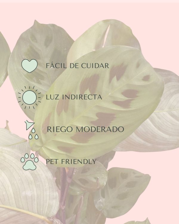 Maranta Leuconeura Kerchoveana cuidados