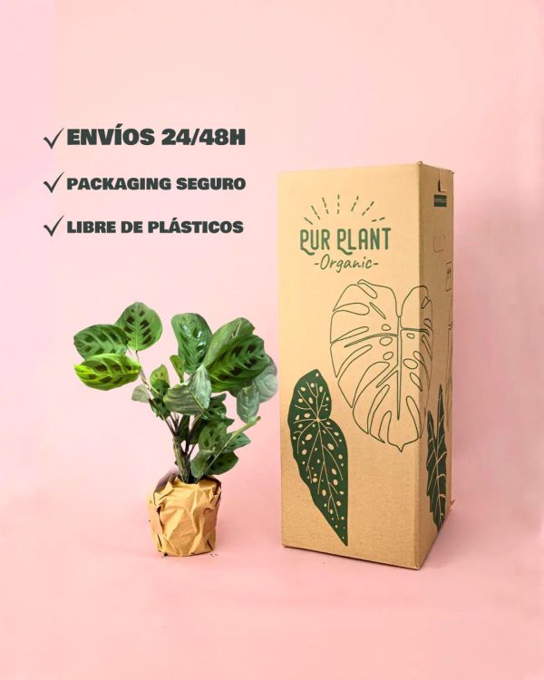Maranta Leuconeura Kerchoveana envio packaging