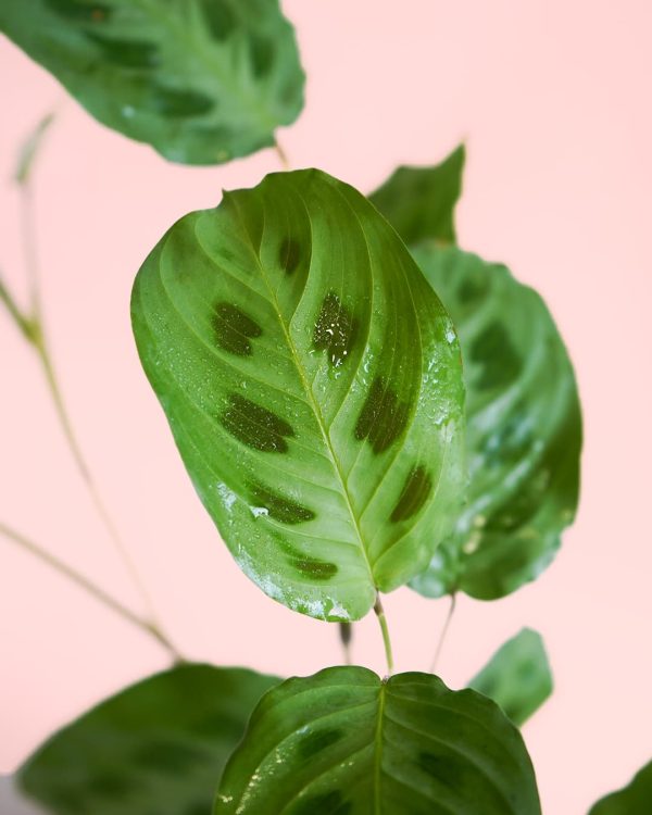 Maranta Leuconeura Kerchoveana-hoja
