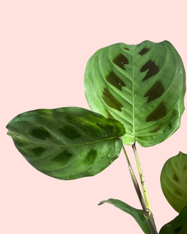 Maranta Leuconeura Kerchoveana hojas