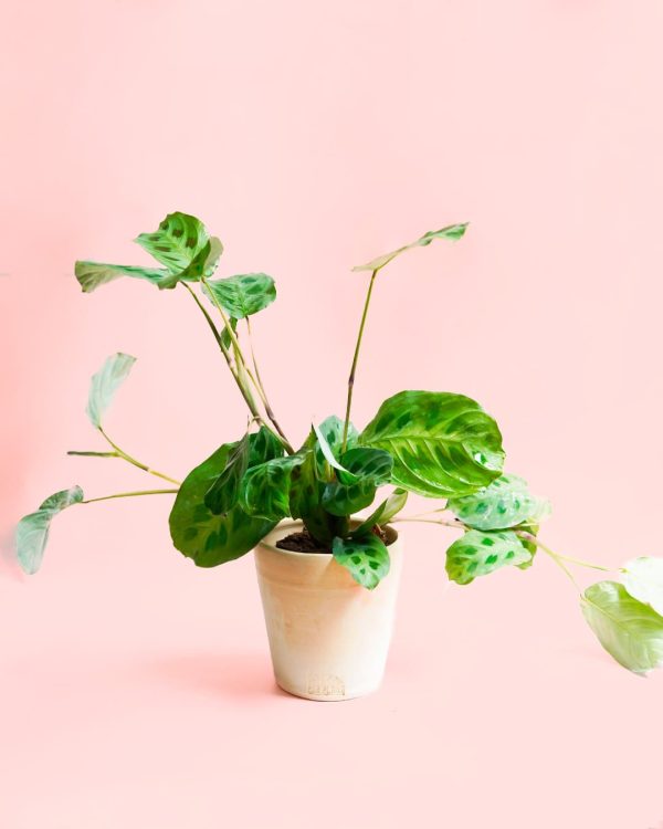 Maranta Leuconeura Kerchoveana-maceta-barro