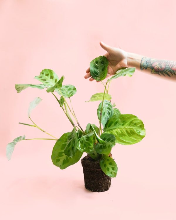 Maranta Leuconeura Kerchoveana planta