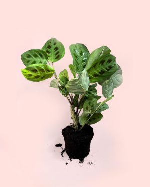 Maranta Leuconeura Kerchoveana planta