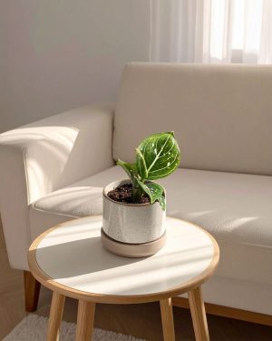 aglaonema green mini contexto