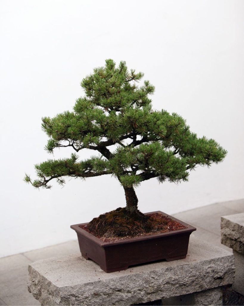 bonsai bonito