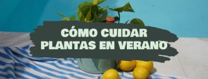 como cuidar plantas en verano