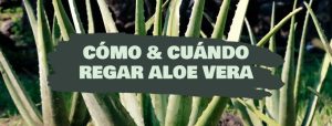 como y cuándo regar aloe vera