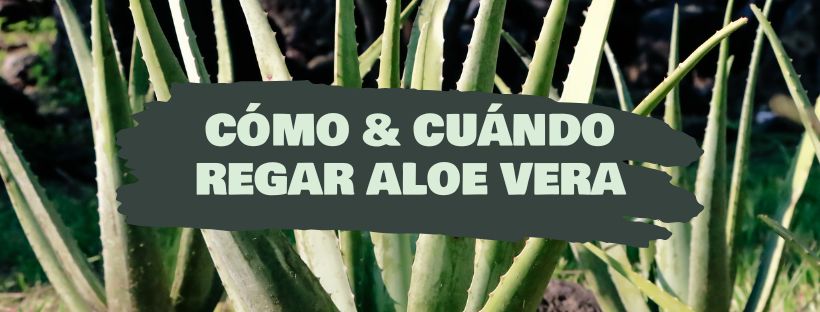 como y cuándo regar aloe vera