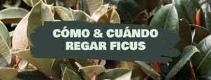 como y cuándo regar ficus