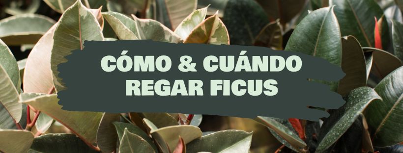 como y cuándo regar ficus