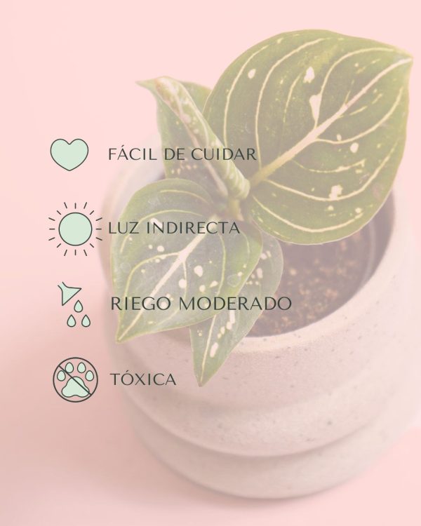 cuidados aglaonema green mini
