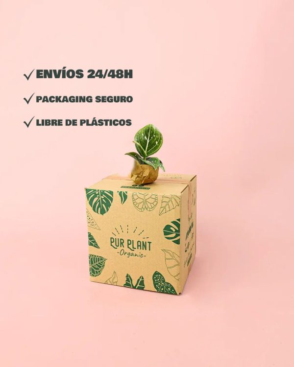 envios aglaonema green mini packaging