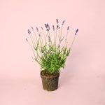 lavanda morada