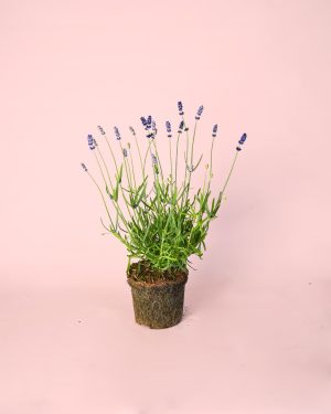 lavanda morada