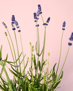 lavanda morada flor