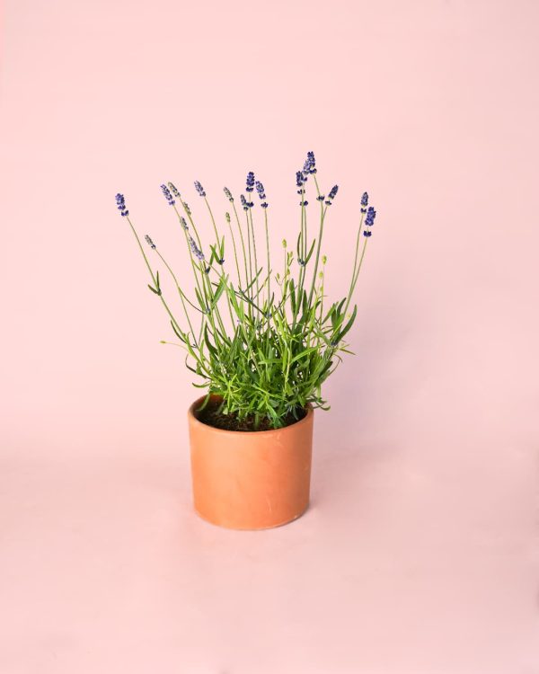 lavanda morada maceta