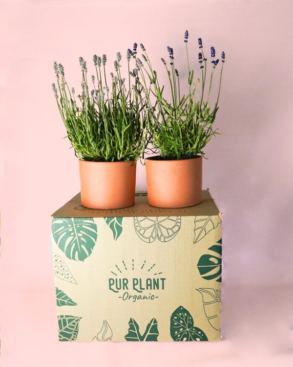 packlavanda caja con macetas