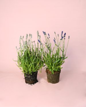 packlavanda duo