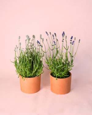 packlavanda macetas