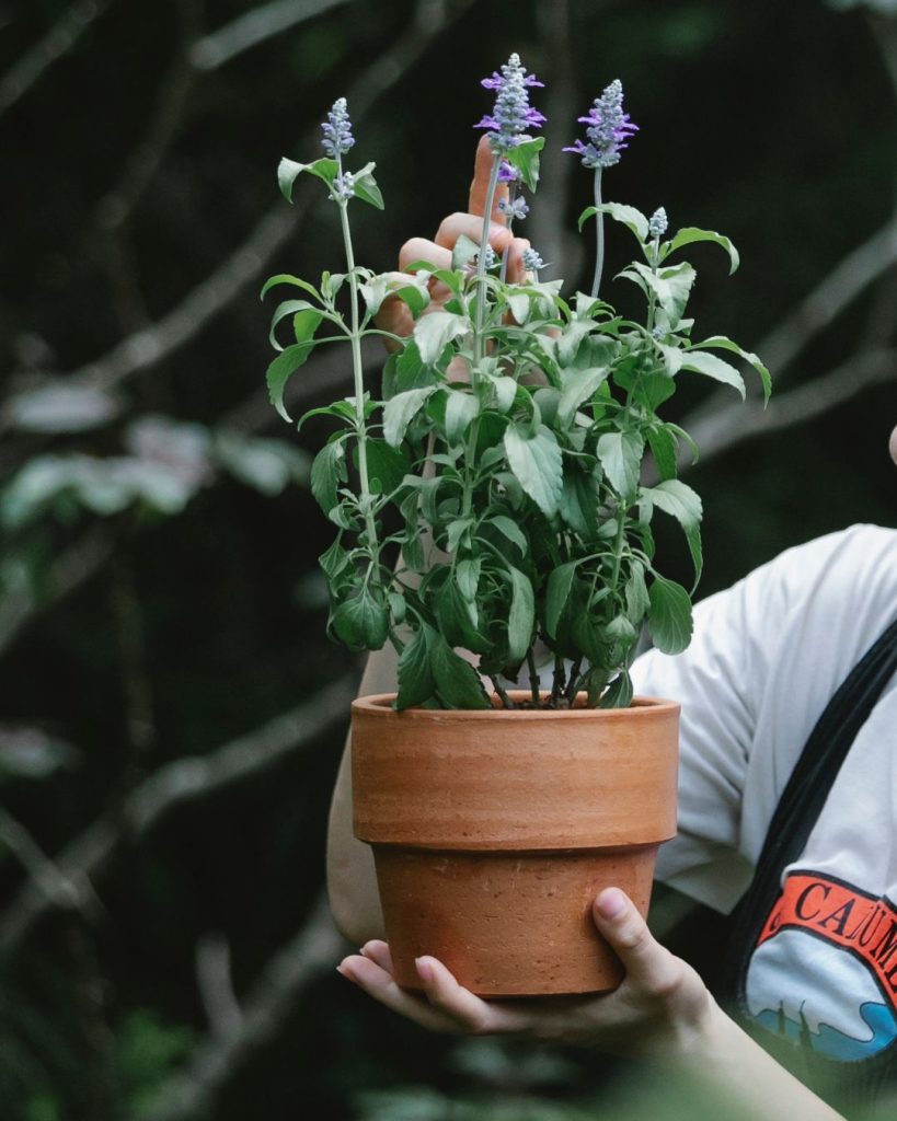 planta salvia en maceta