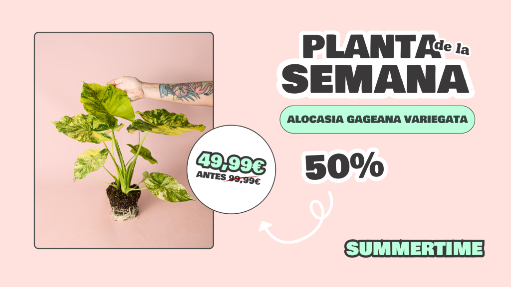 planta semana alocasia gageana variegata