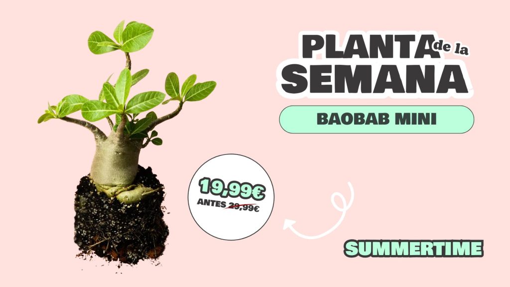planta semana baobab mini