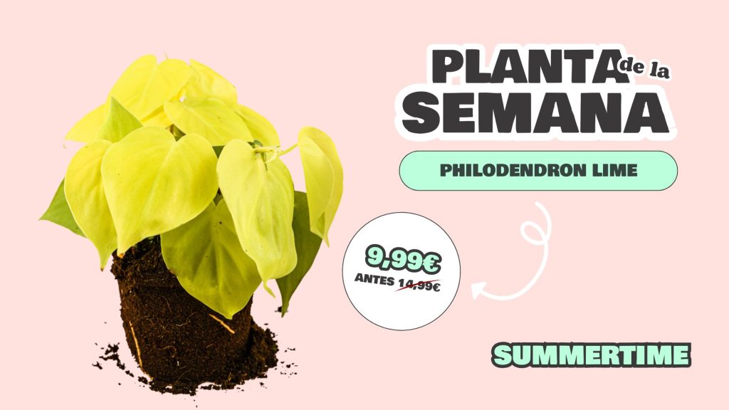 planta semana philodendron brasil summertime