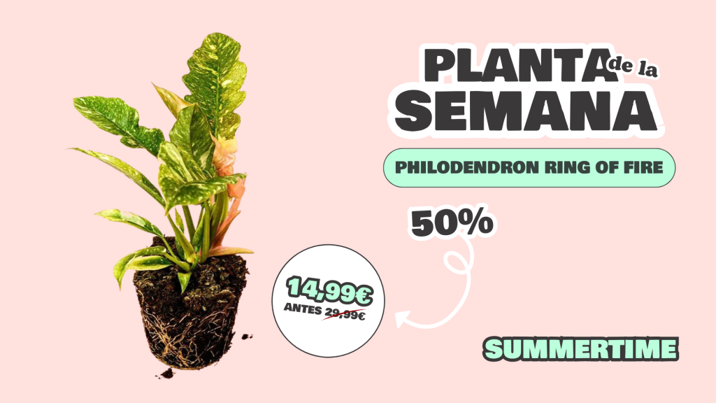 planta semana philodendron ring of fire