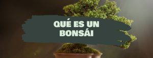 que es un bonsai