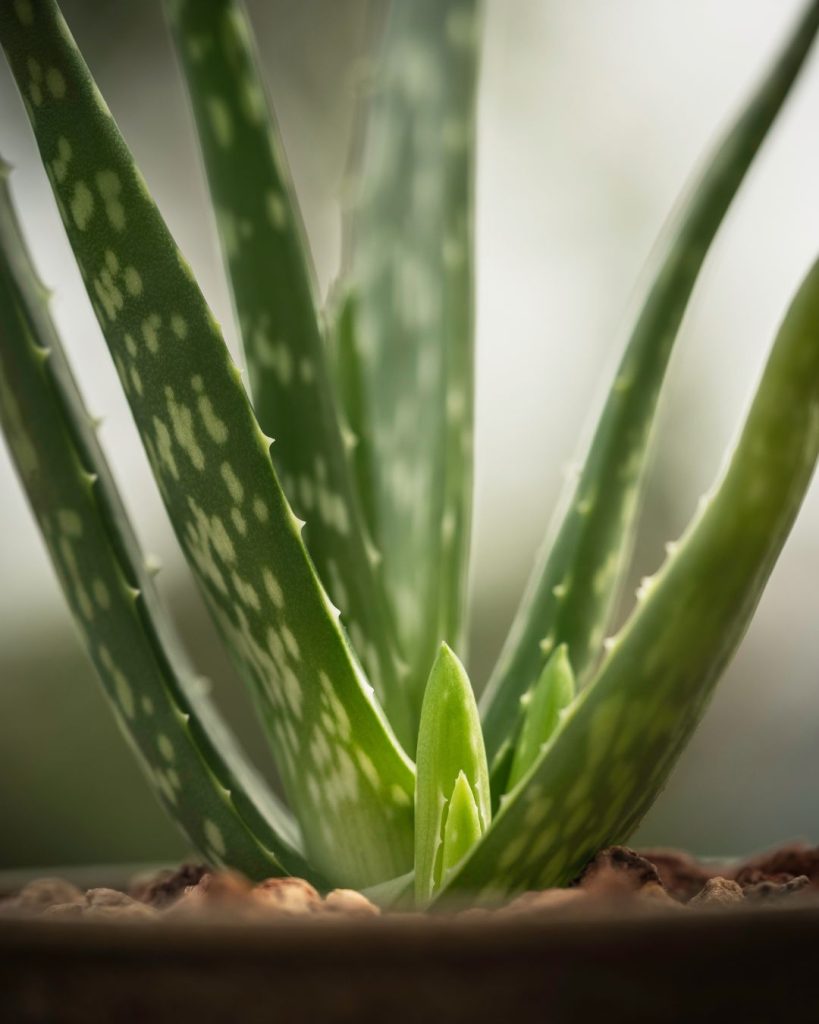 regar aloe vera