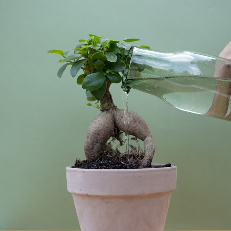 regar un ficus