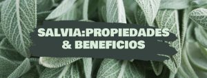salvia propiedades y beneficios