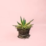 Agave Quadricolor