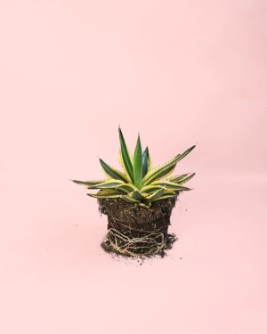 Agave Quadricolor