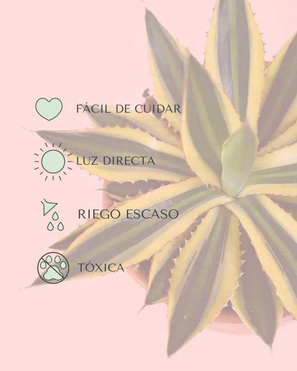 Agave Quadricolor cuidados