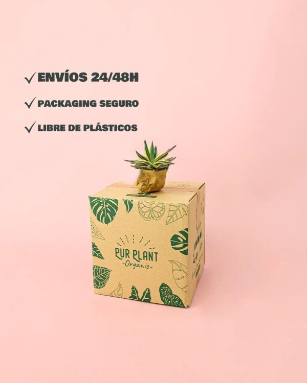 Agave Quadricolor envio packaging