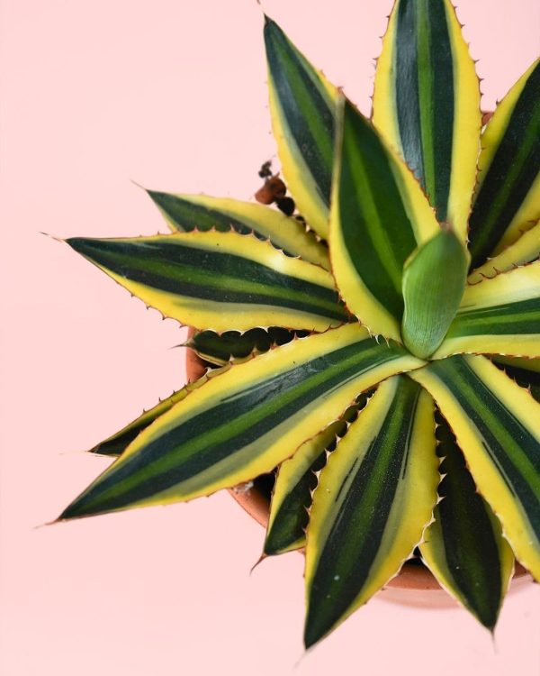 Agave Quadricolor hoja