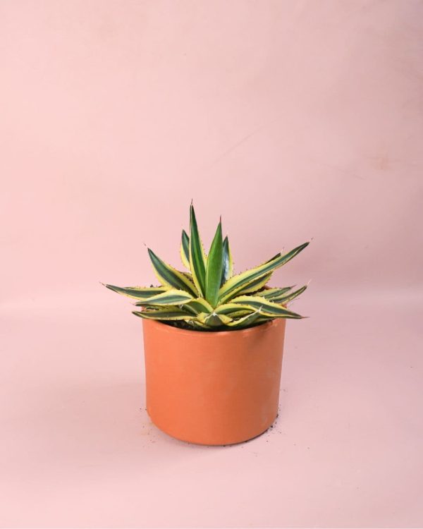 Agave Quadricolor maceta