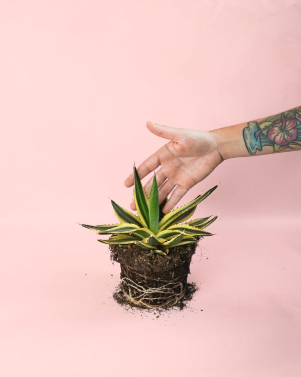 Agave Quadricolor planta