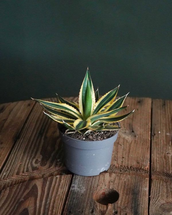 Agave Quadricolor sala