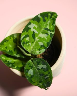 Aglaonema Pictus Tricolor hojas