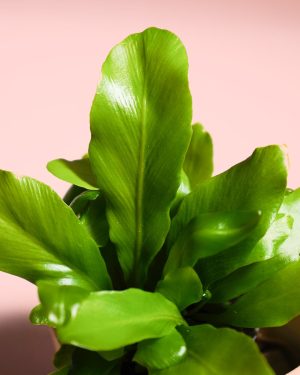 Aspelium Nidus hojas