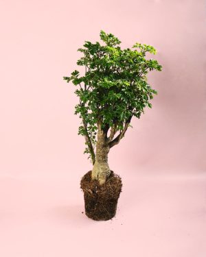 Bonsái Polyscias Fruticosa