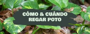 COMO Y CUANDO REGAR UN POTO