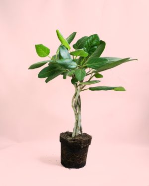 Ficus Benghalensis Audrey Trenzado
