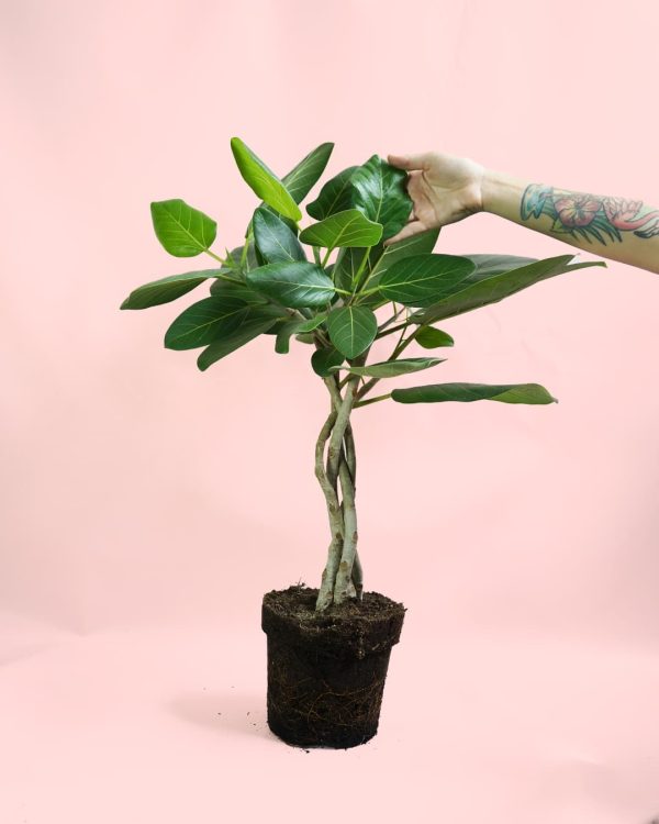 Ficus Benghalensis Audrey Trenzado mano