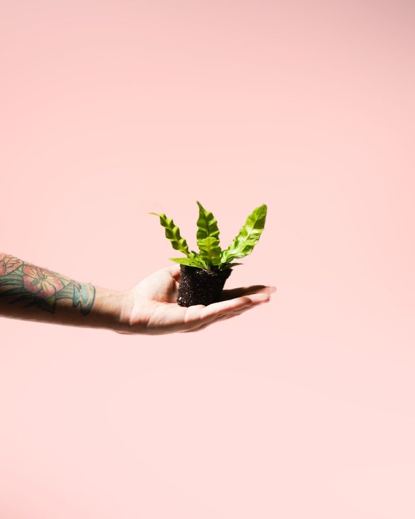 Helecho Asplenium Crispy Wave planta