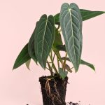 anthurium-warocqueanum