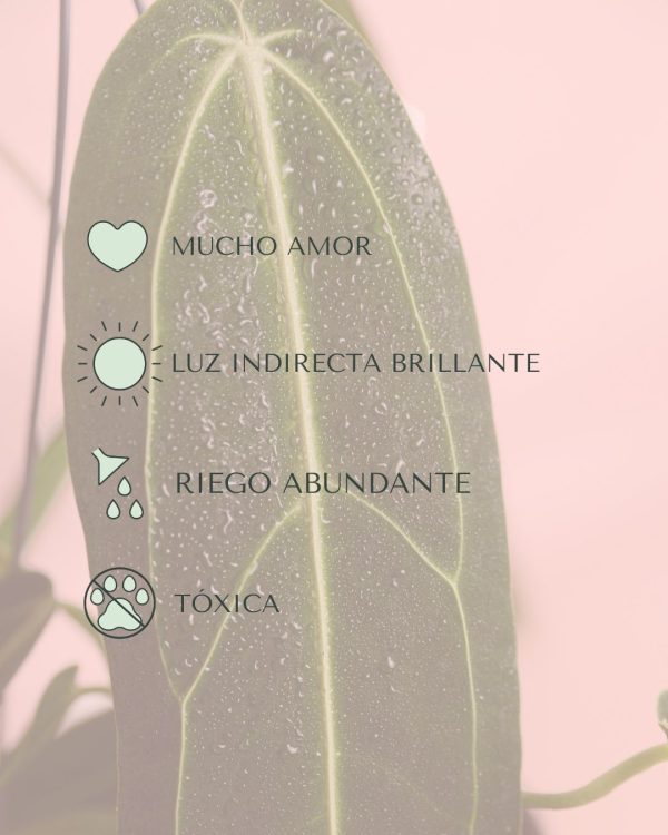 anthurium-warocqueanum-cuidados